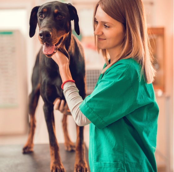 Funciones del Auxiliar de Clínica Veterinaria: Todo lo que hace un profesional