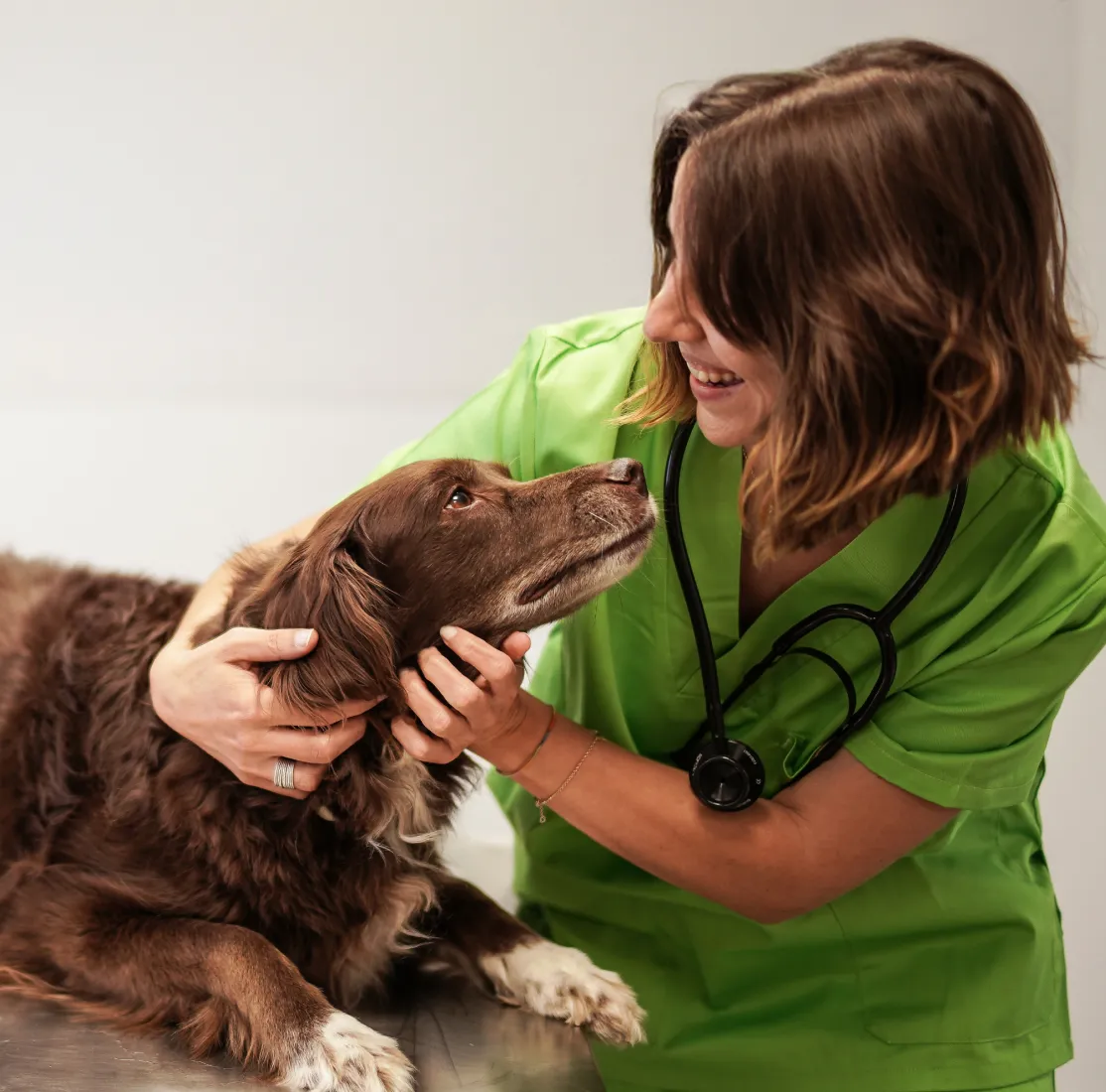 Cursos de Perros y Gatos