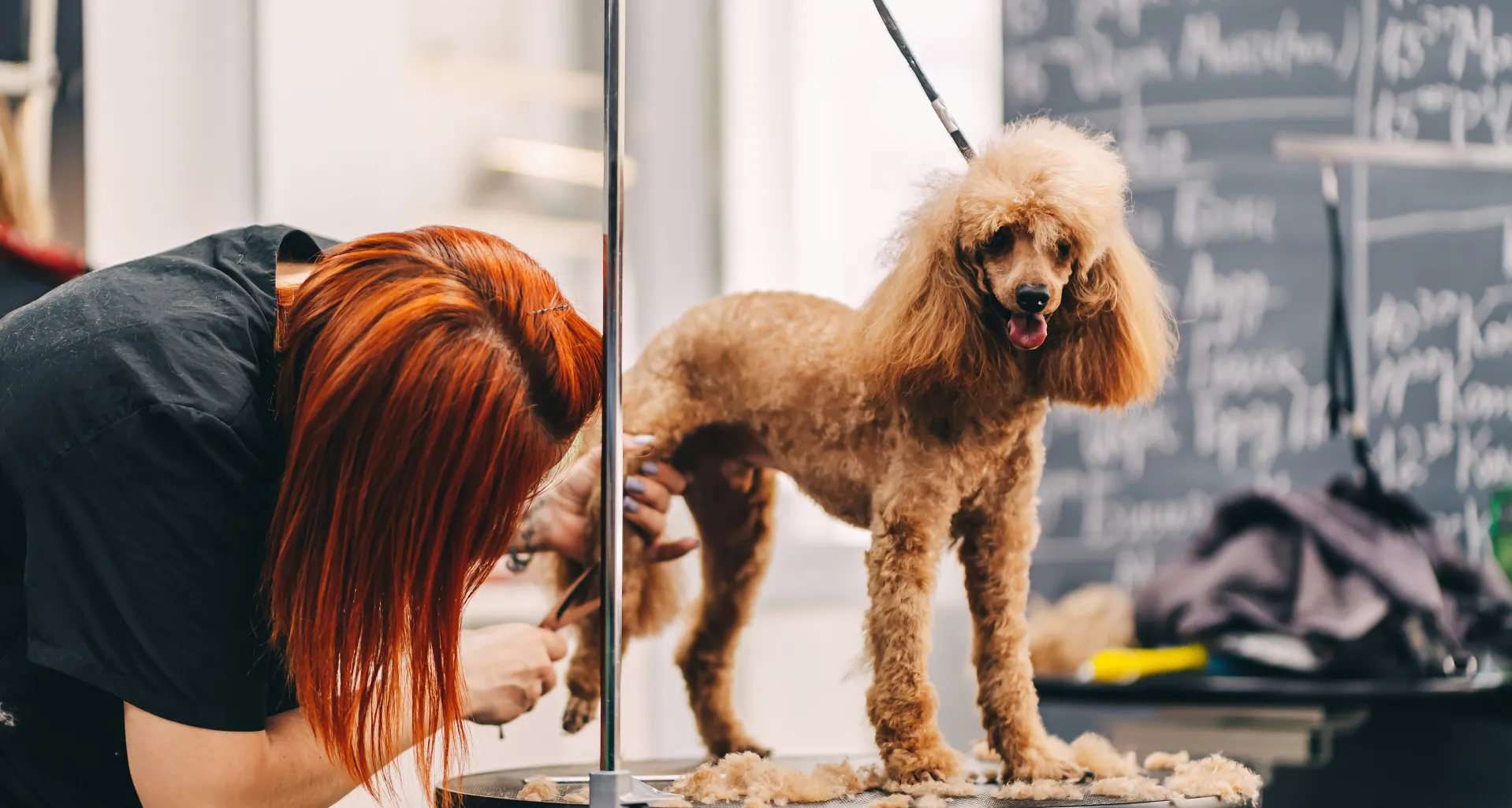 Curso ATV y Peluquería Canina