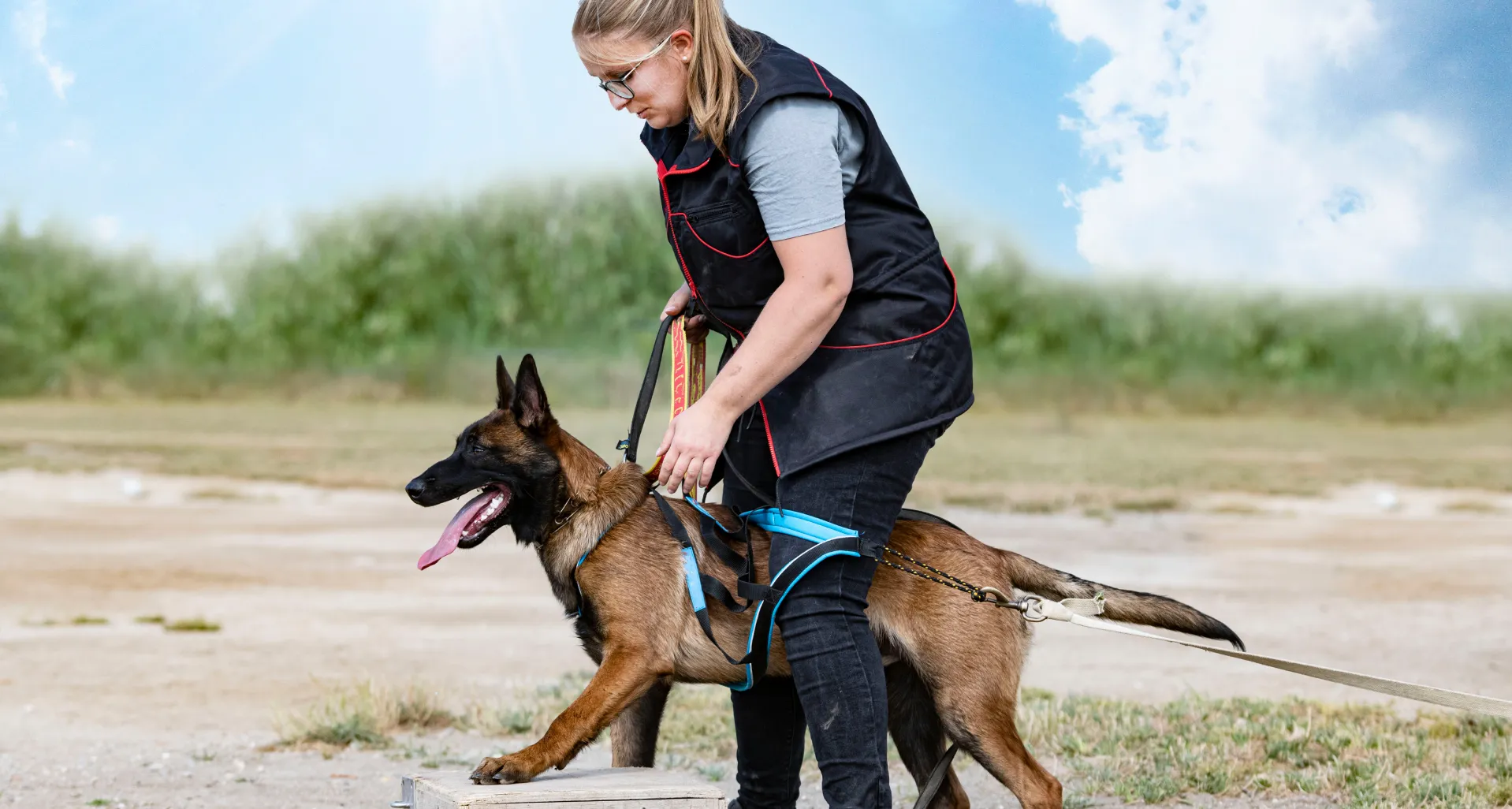 Curso de Adiestramiento Canino