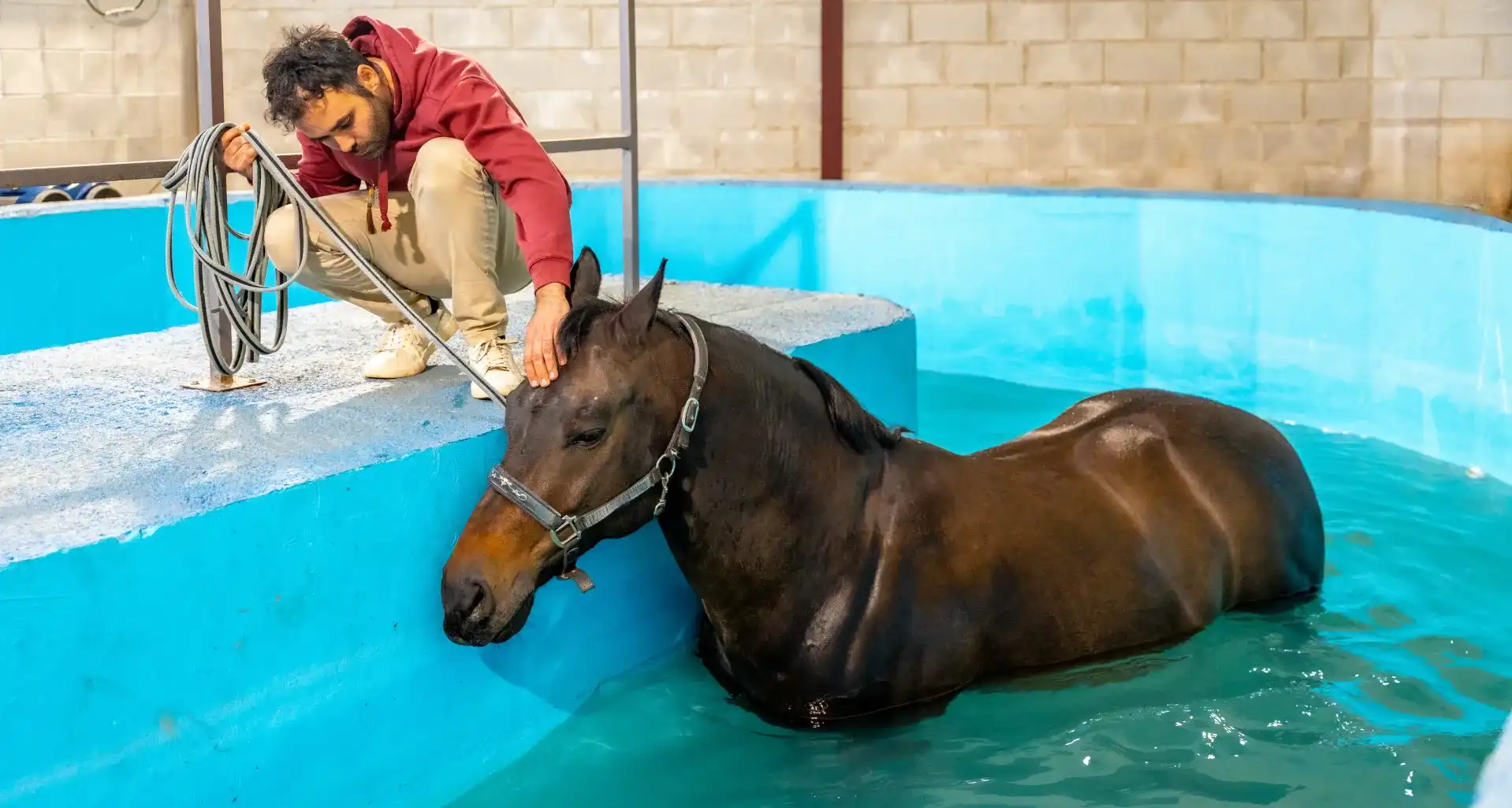 Curso de Fisioterapia equina