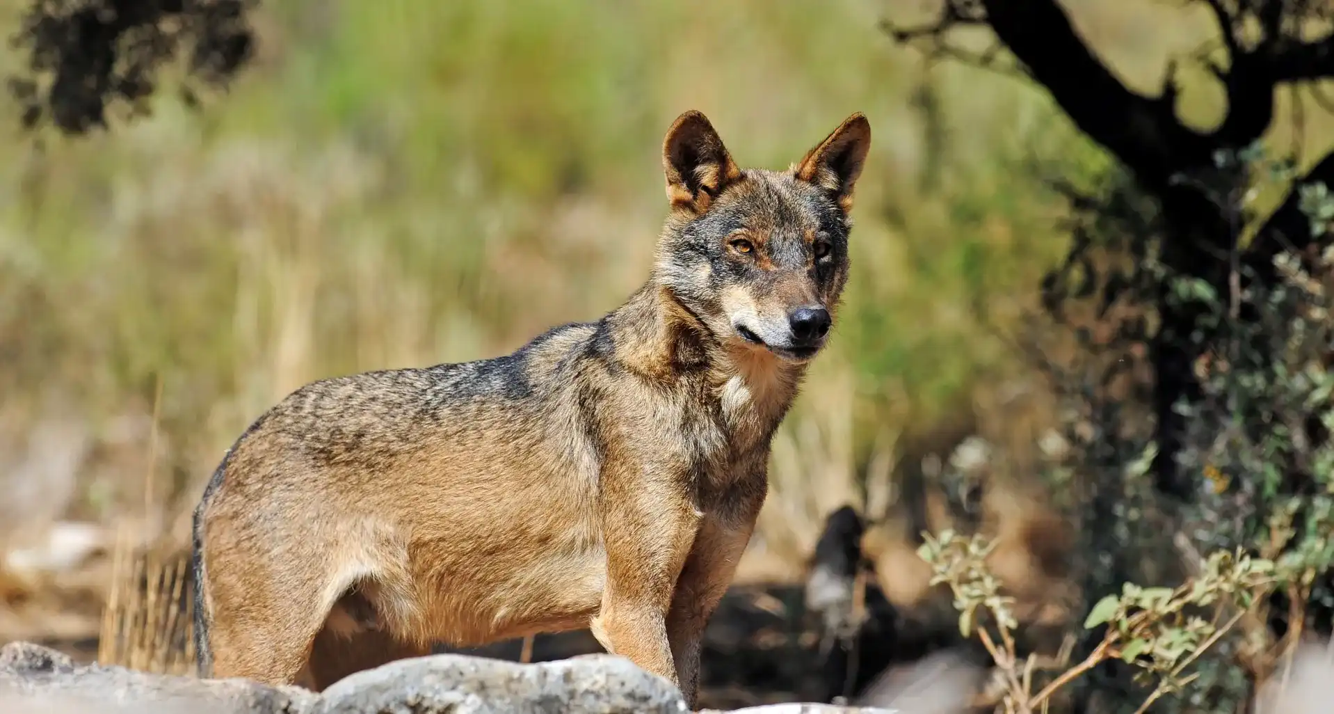curso recuperación y rehabilitación de fauna salvaje